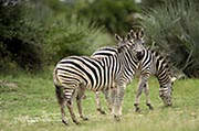 Burchell Zebra Okavango Delta 
